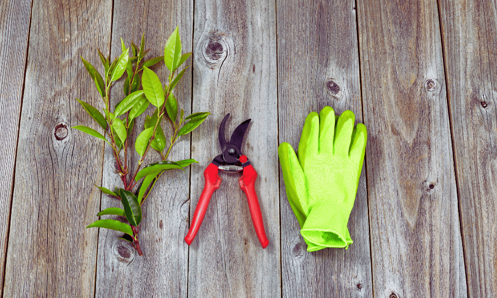 Pruning Tool Care