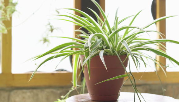 Spider Plant (Chlorophytum comosum)