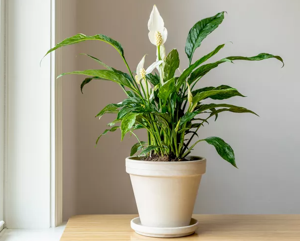 Peace Lily (Spathiphyllum)