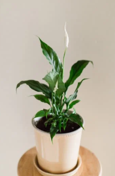 Why Peace Lilies Are a Popular Indoor Plant