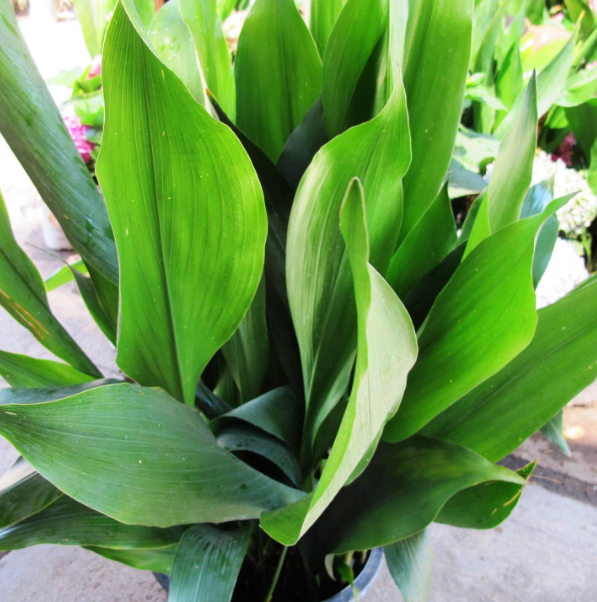 About Cast Iron Plant (Aspidistra elatior): A Comprehensive Guide