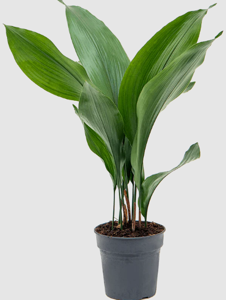 care of Cast Iron Plant (Aspidistra elatior): A Comprehensive Guide