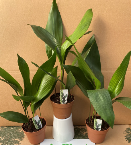 propagation Cast Iron Plant (Aspidistra elatior): A Comprehensive Guide