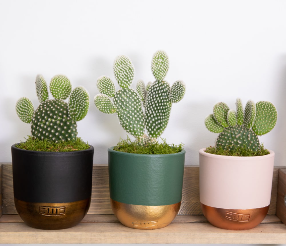 About Bunny Ear Cactus