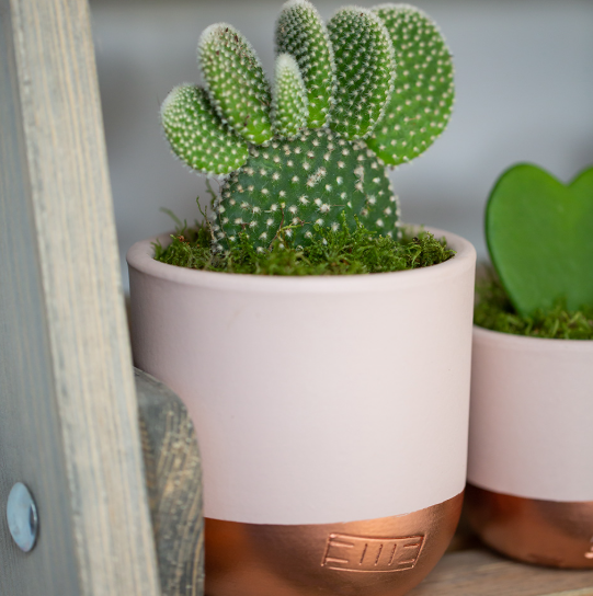 Ideal Growing Conditions