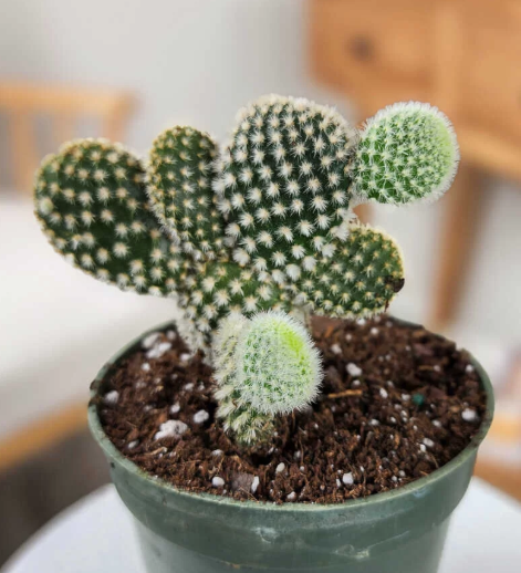 Planting and Propagation