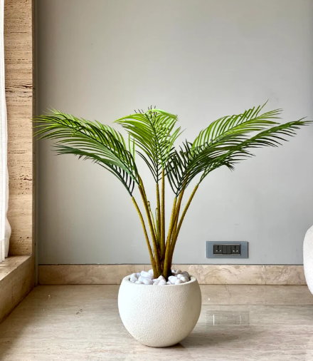 Areca Palm delivers