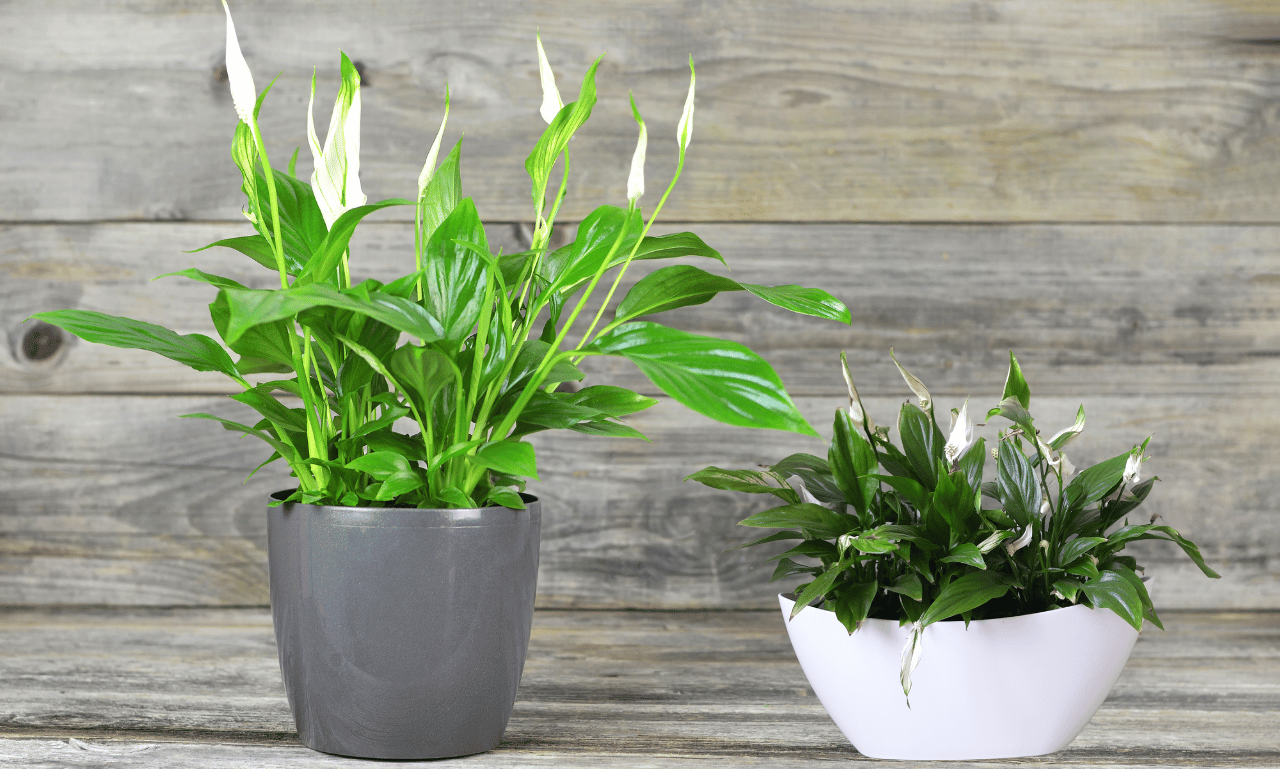 peace lily