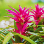 Bromeliad Orchid