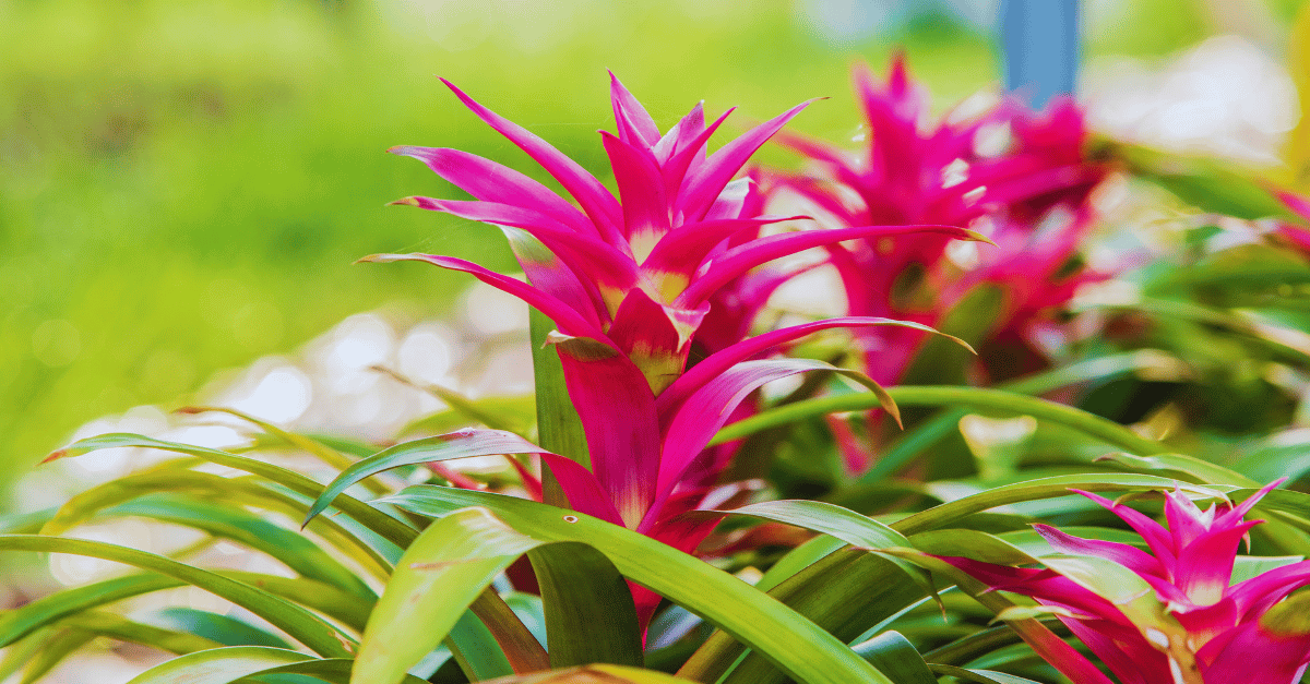 Bromeliad Orchid