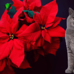 Symptoms of Poinsettia Ingestion in Cats