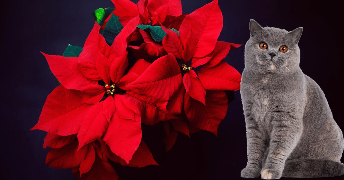 Symptoms of Poinsettia Ingestion in Cats