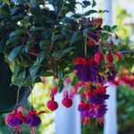 Fuchsia Flower