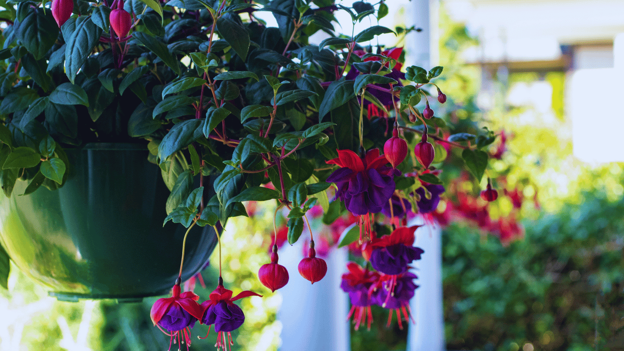 Fuchsia Flower