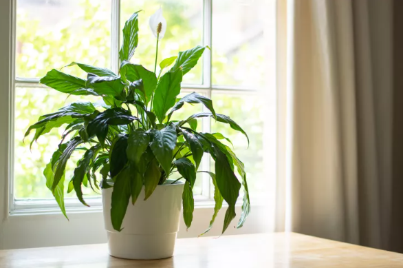 Soil and Potting Mix for Peace Lilies