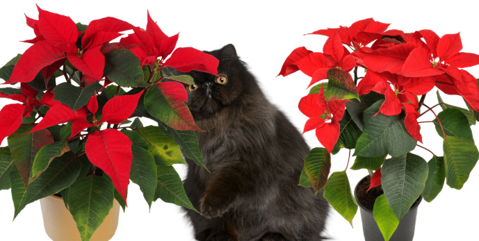 Symptoms of Poinsettia Ingestion in Cats