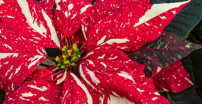 About Poinsettias