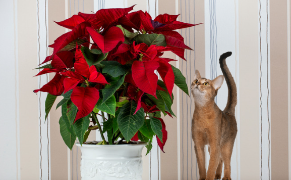 Safe Alternatives to Poinsettias for Cat-Friendly Homes