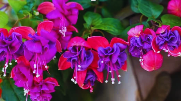 About Fuchsia Flower Plants