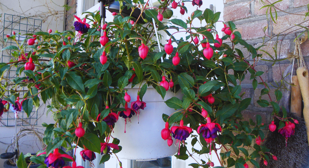 Soil Requirements and Potting Tips
