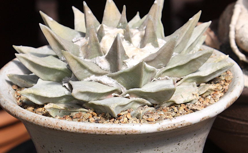 What is an Ariocarpus Plant?