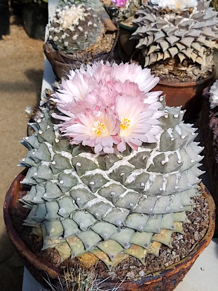 Can I grow Ariocarpus from seed indoors?