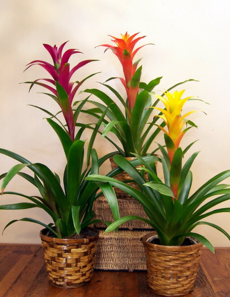 Are Bromeliad Orchids Real Orchids?