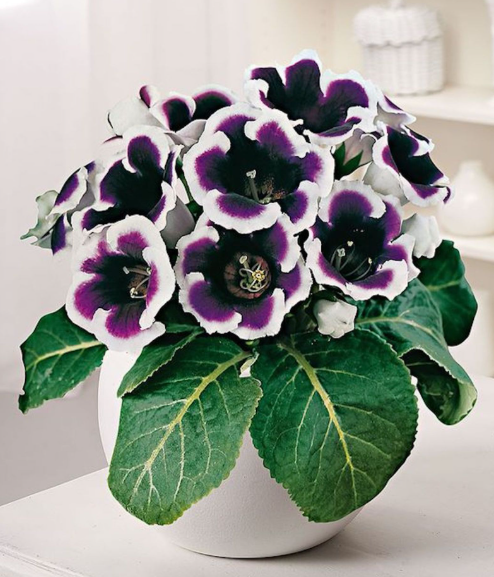 What Are Gloxinia Plants?