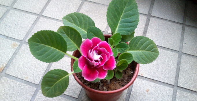 Soil Requirements for Gloxinia
