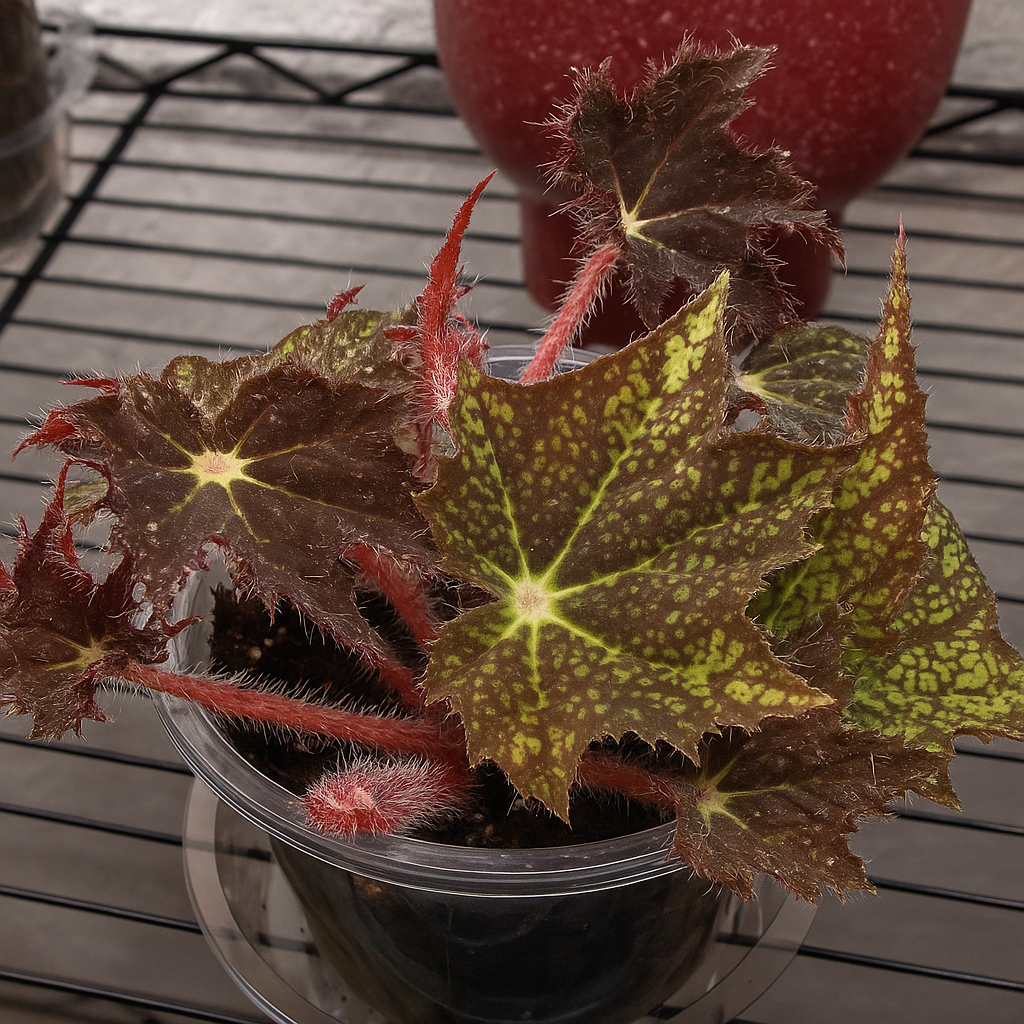 Begonia Heracleifolia: Complete Guide of Care