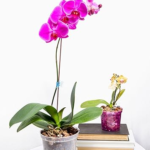 rePotme Orchid Pot Growers Assortment (8 Slotted Clear Orchid Pots - 2 Each of 3, 4, 5, 6 Inch) - Premium Orchid Planters, Orchid Pots with Holes for Repotting