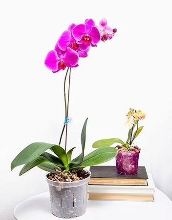 rePotme Orchid Pot Growers Assortment (8 Slotted Clear Orchid Pots - 2 Each of 3, 4, 5, 6 Inch) - Premium Orchid Planters, Orchid Pots with Holes for Repotting