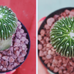 Sperm Cactus Plant
