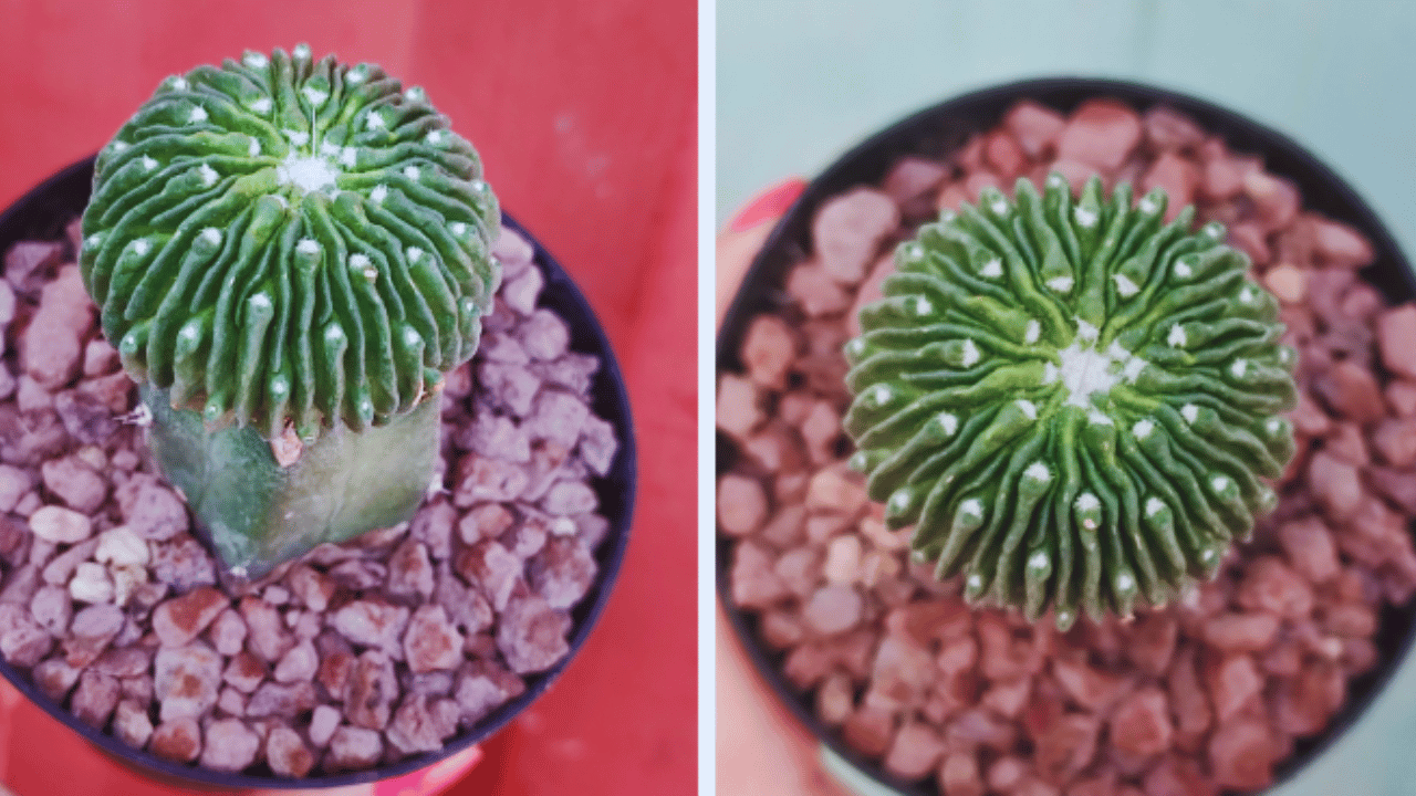Sperm Cactus Plant