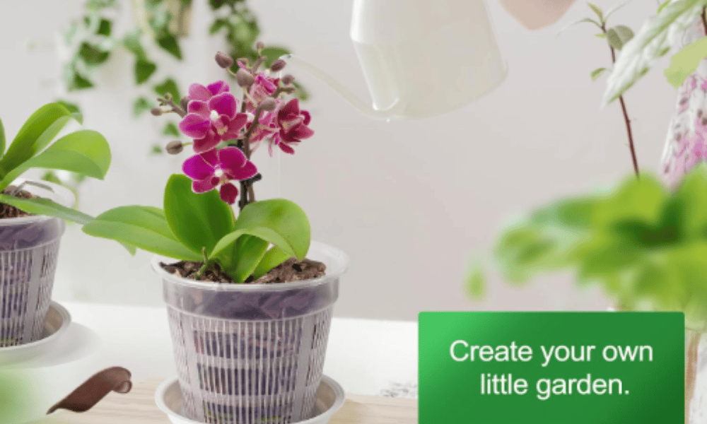 Why Do Orchid Pots Have Holes? (Complete Guide for Healthy Roots & Thriving Blooms)