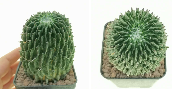 Unique Features of the Sperm Cactus