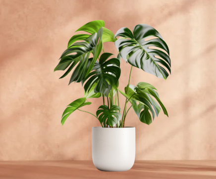 What Is a Monstera Plant?