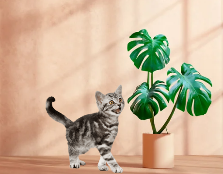Is Monstera Toxic to Cats?