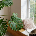 Are monstrea toxic to cats