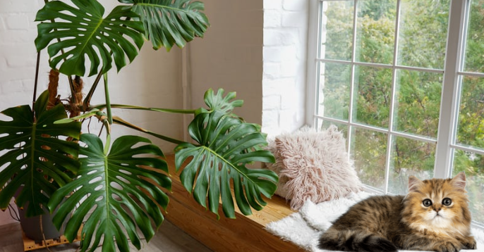Are monstrea toxic to cats