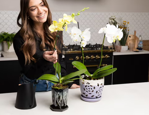 Understanding Orchid Roots and Their Needs