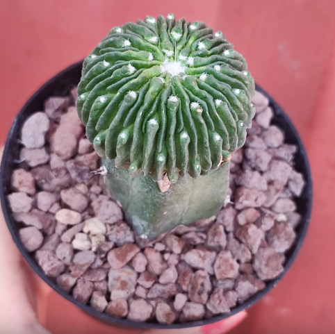Best Soil for Sperm Cactus