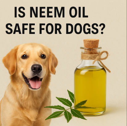 How Safe is Neem Oil for Dogs?