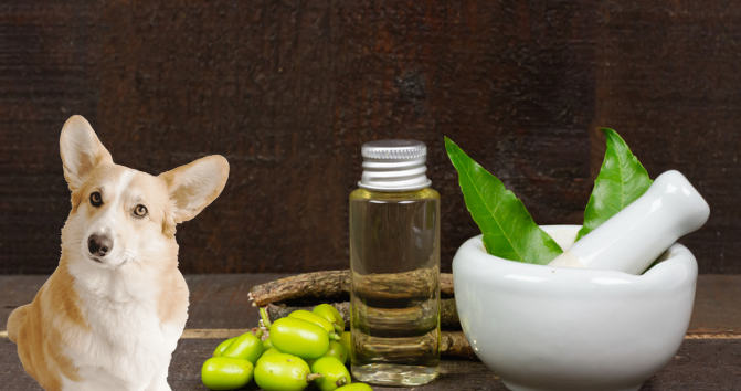 When Not to Use Neem Oil