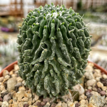 About  Sperm Cactus
