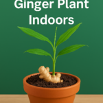 Ginger Plant Indoors
