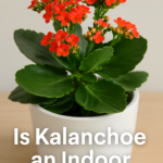 Is Kalanchoe an Indoor Plant?