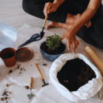 Nutrients After Repotting
