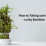 how to taking care of lucky bamboo