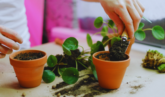 What Happens to Plants During Repotting